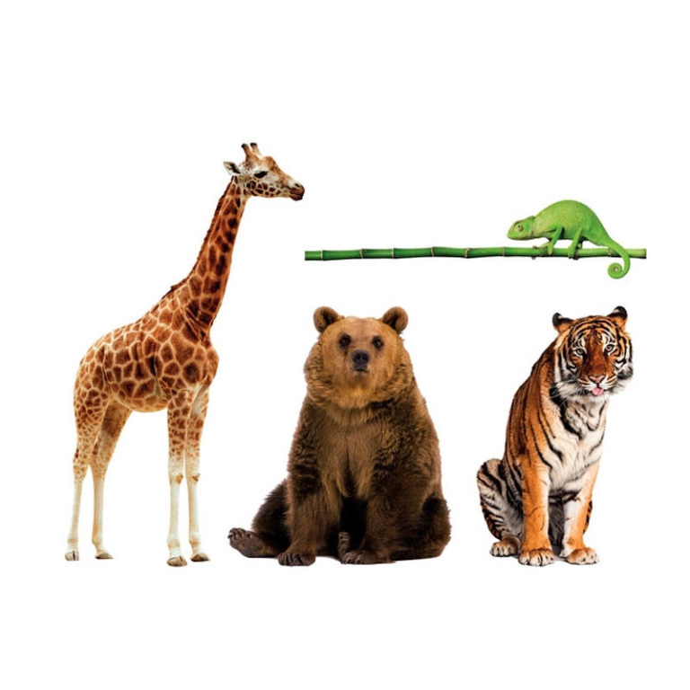 CARTE DA GIOCO ANIMALI DA RECORD 3