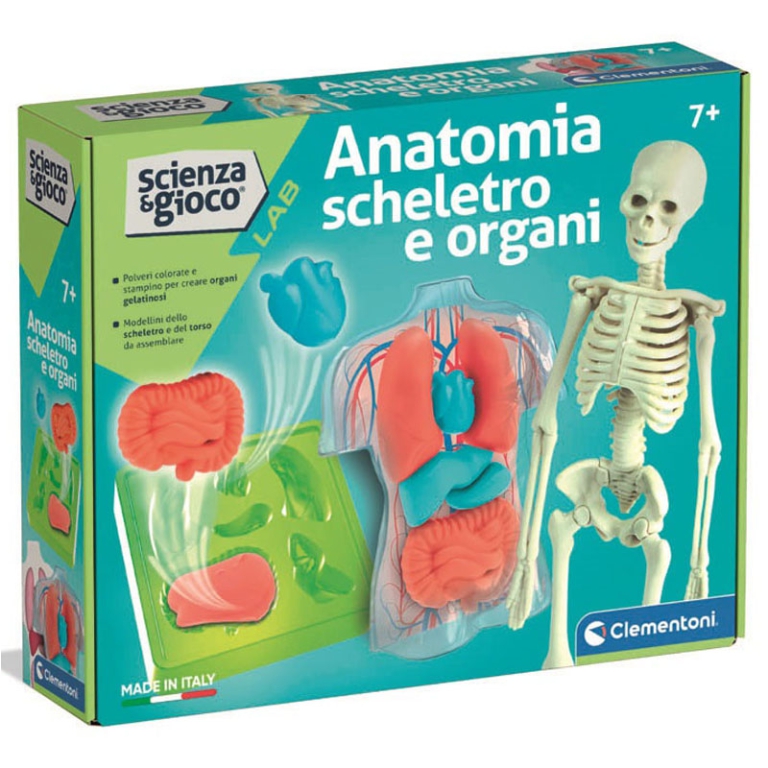 ANATOMIA SCHELETRO E ORGANI