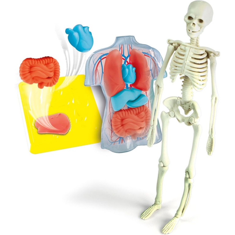 ANATOMIA SCHELETRO E ORGANI 7+ ANNI 2