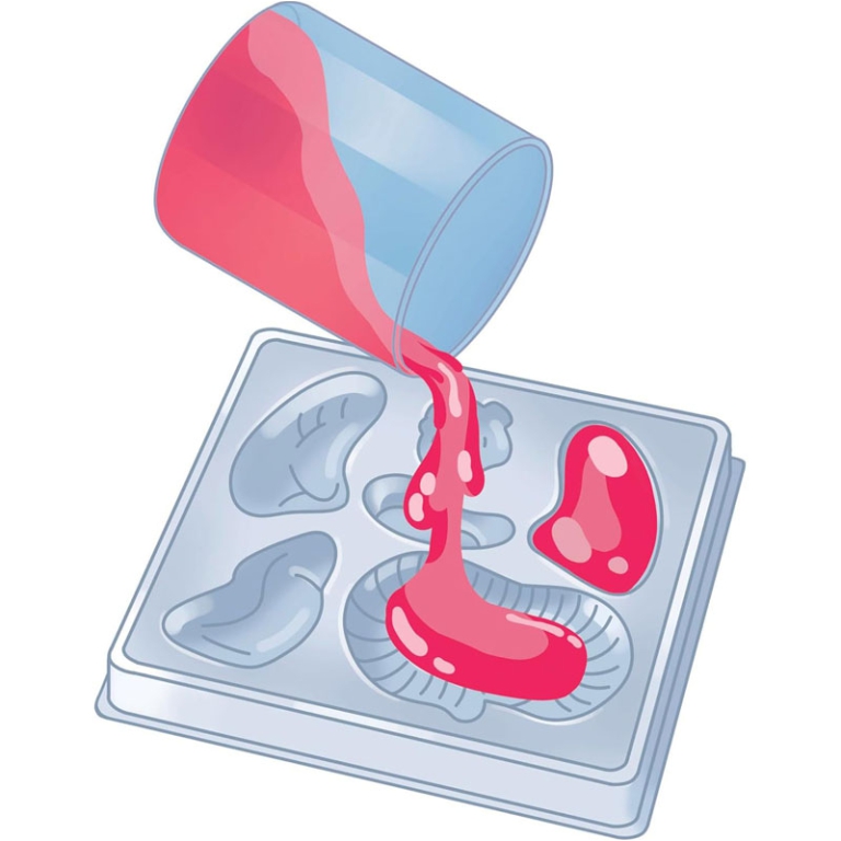 ANATOMIA SCHELETRO E ORGANI 7+ ANNI 5