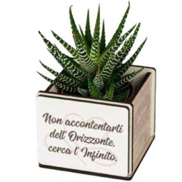 PIANTINA GRASSA CON VASETTO 6X6X10CM