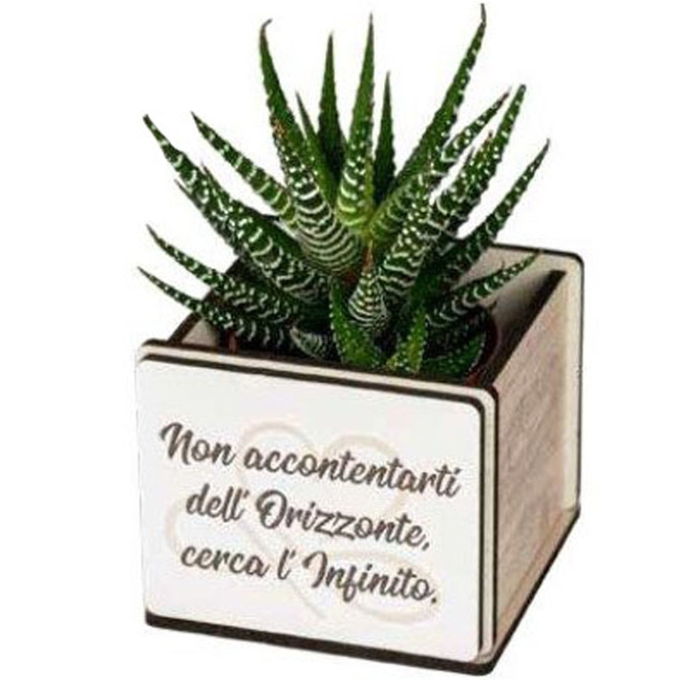 PIANTINA GRASSA CON VASETTO 6X6X10CM