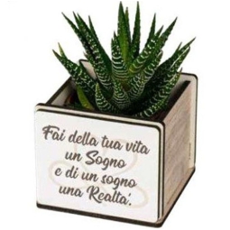 PIANTINA GRASSA CON VASETTO 6X6X10CM