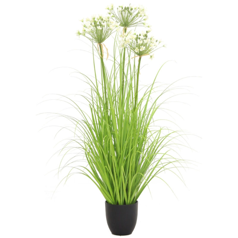 PIANTA PORRO H80CM IN    VASO