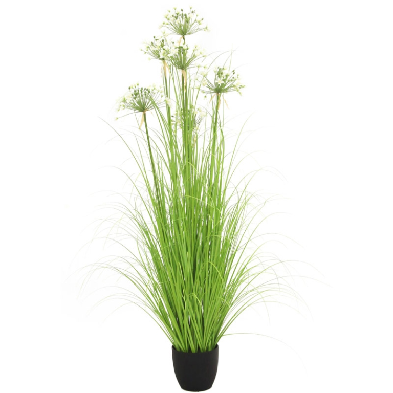 PIANTA PORRO H170CM IN   VASO