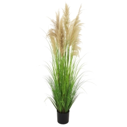 PIANTA PAMPAS H180CM IN  VASO