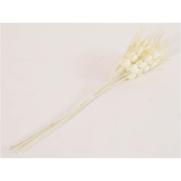SPIGHE DI GRANO NATURALE 72PZ