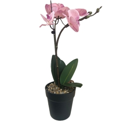PIANTA ORCHIDEA H46CM    ROSA ANTICO IN VASO