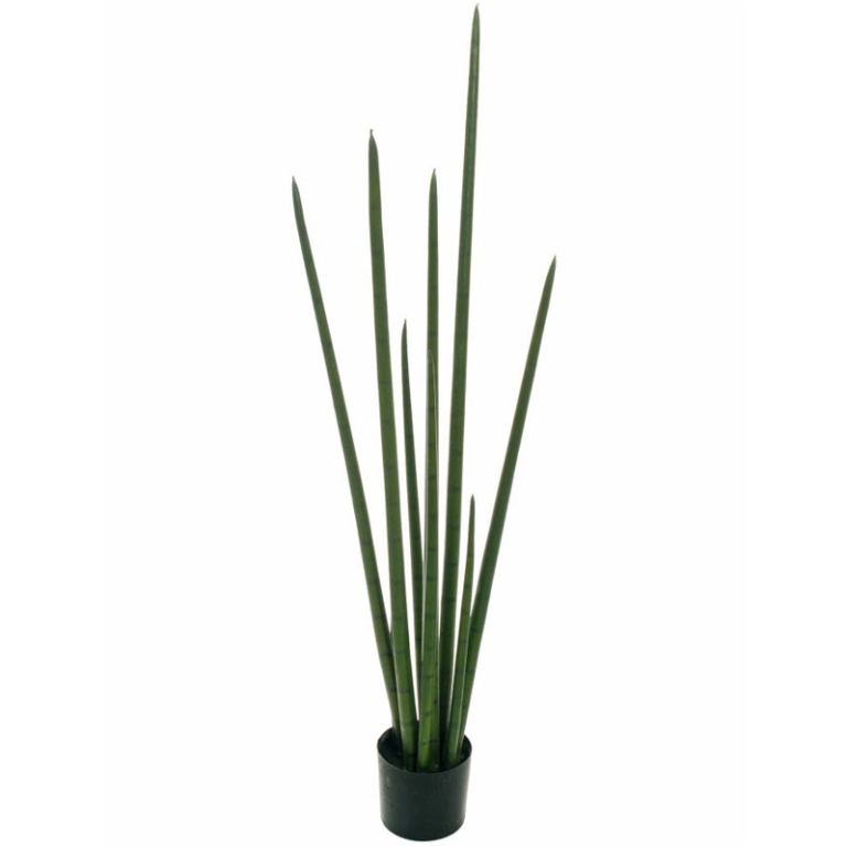 PIANTA LINGUA DI SUOCERA H126CM
