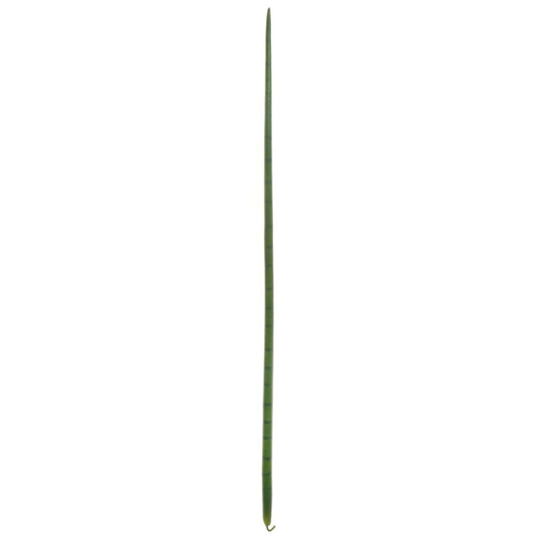 FOGLIA LINGUA DI SUOCERA H156CM
