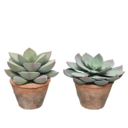 FIORE PIANTA SUCCULENTA D15H15CM ASSORT.