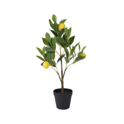 PIANTA LIMONE IN VASO    H60CM