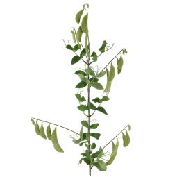 RAMO PISELLO CON BACCELLIH94CM VERDE