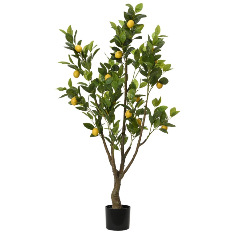 PIANTA LIMONE IN VASO    H130CM