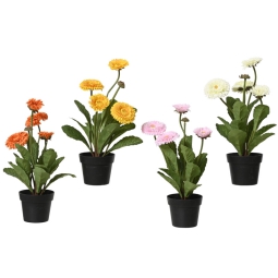CRISANTEMO IN VASO H30CM COLORI ASSORTITI