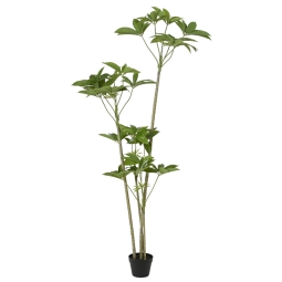 PIANTA DI SCHEFFLERA IN VASO H180CM