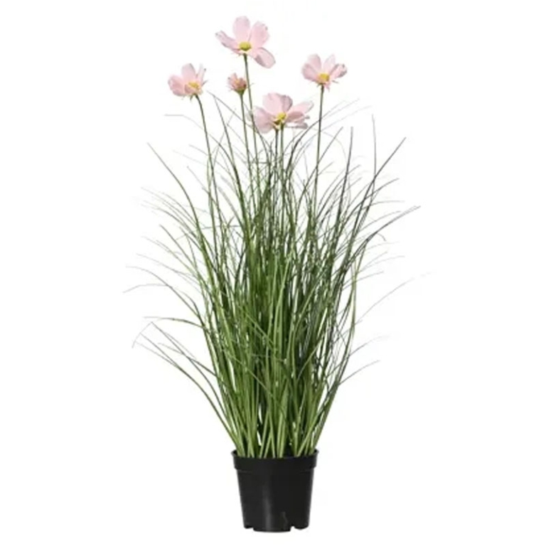 PIANTA MARGHERITA H60CM  ROSA IN VASO