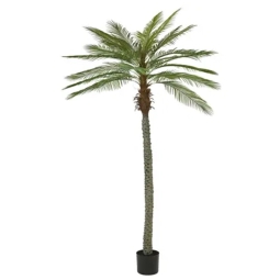 PALMA H270CM IN VASO