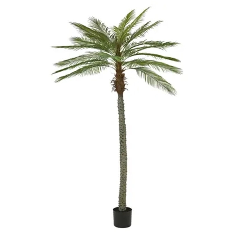 PALMA H270CM IN VASO