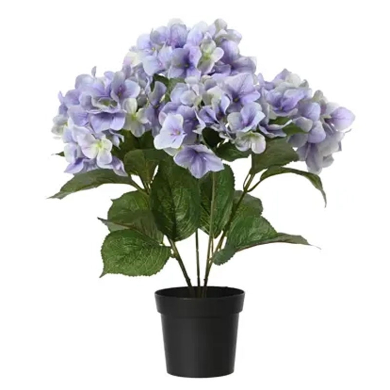 PIANTA ORTENSIA H46CM    VIOLA IN VASO