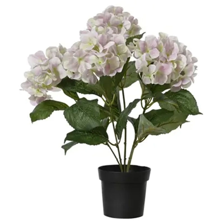 PIANTA ORTENSIA H46CM    ROSA TENUE IN VASO
