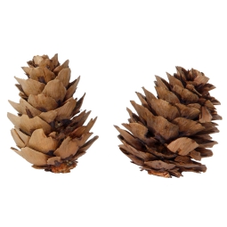 PIGNE 50PZ D4CM NATURALI