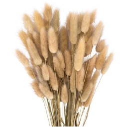 MAZZETTO CODA TOPO NATURALE