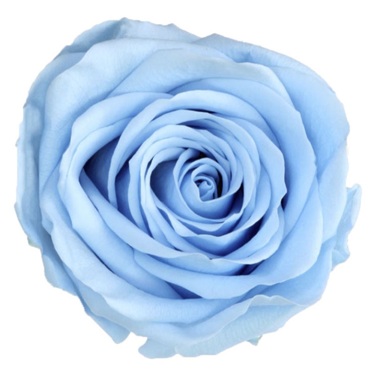 ROSA STABILIZZATA D5,5CM STANDARD 6PZ LIGHT BLU 2