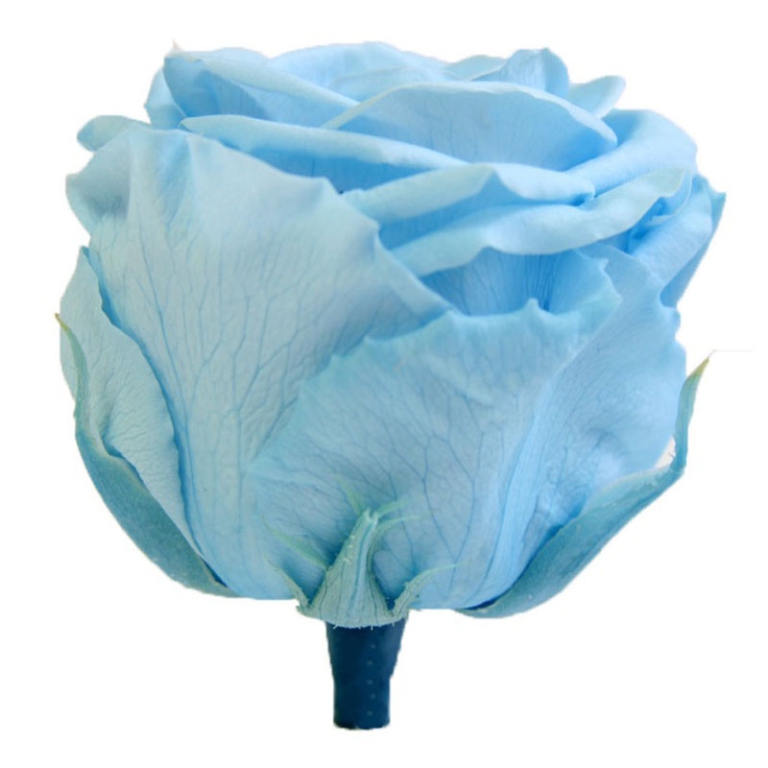 ROSA STABILIZZATA D5,5CM STANDARD 6PZ LIGHT BLU 3