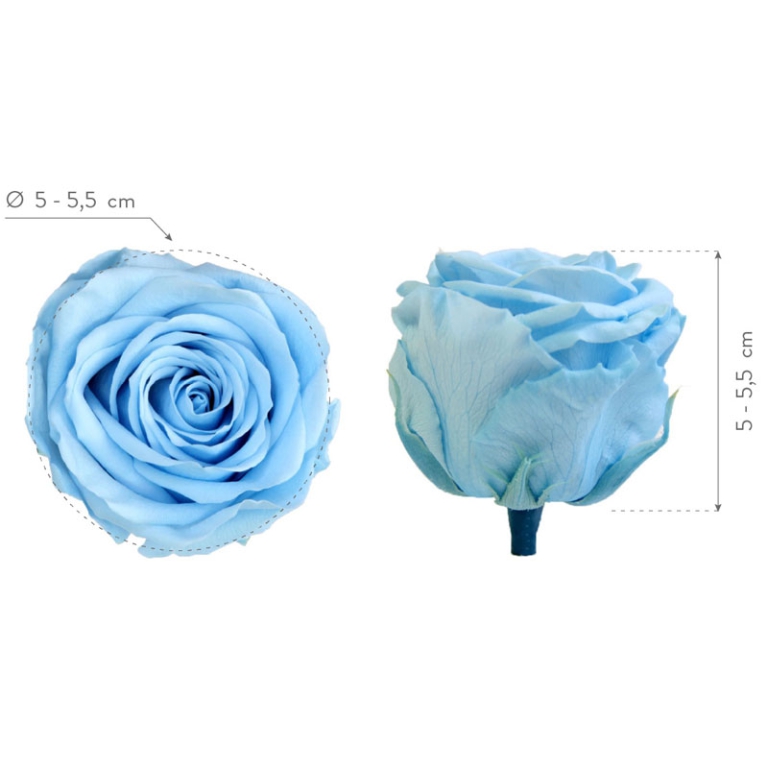 ROSA STABILIZZATA D5,5CM STANDARD 6PZ LIGHT BLU 5