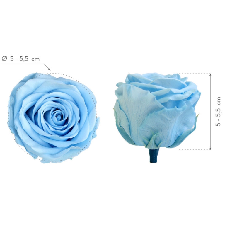 ROSA STABILIZZATA D5,5CM STANDARD 6PZ LIGHT BLU 5