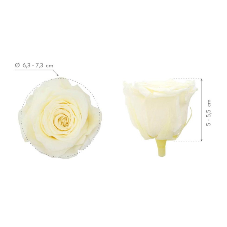 ROSA STABILIZZATA D6,3CM QUEEN 5PZ CHAMPAGNE 3