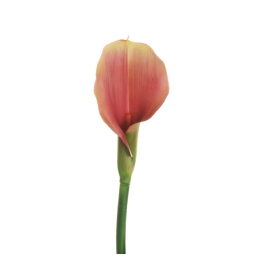 FIORE CALLA LILY H75CM   BORDEAUX