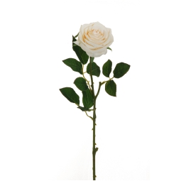 FIORE ROSA ECUADOR H65CM CREMA