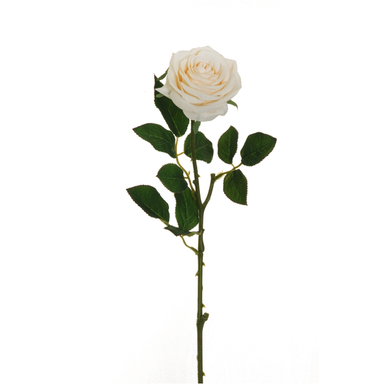 FIORE ROSA ECUADOR H65CM CREMA