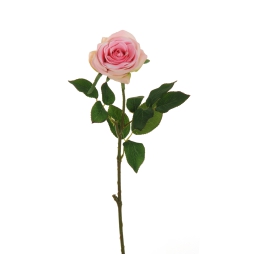 FIORE ROSA ECUADOR H65CM ROSA