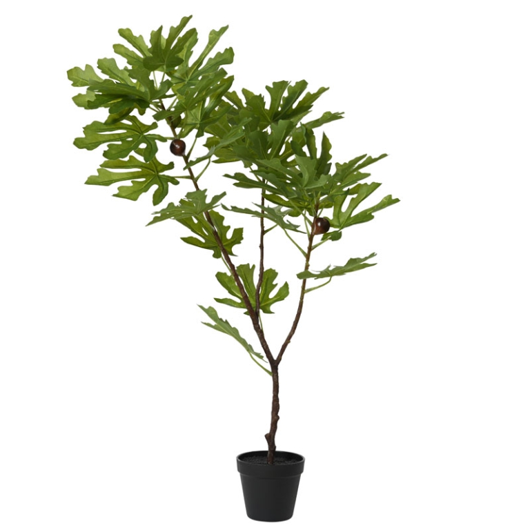 PIANTA DI FICO IN VASO   H85CM CON FRUTTI